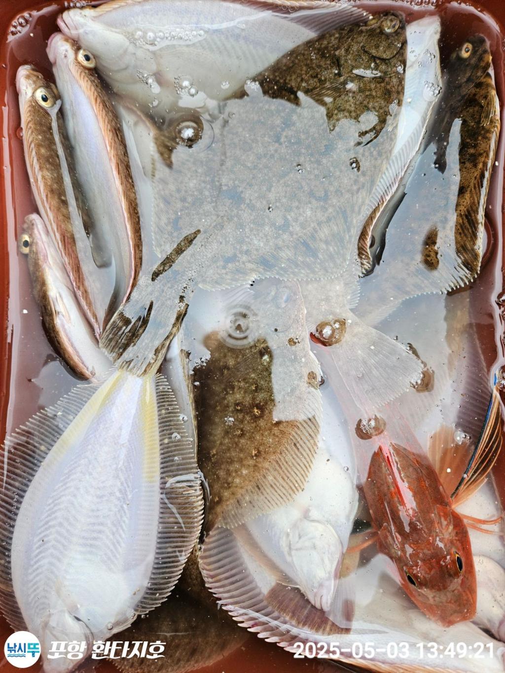 낚시뚜,도다리,포항 동빈항,포항 환타지호,낚시뚜1