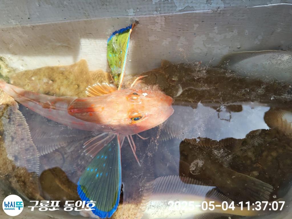 낚시뚜,도다리,구룡포항,구룡포 동인호,낚시뚜13
