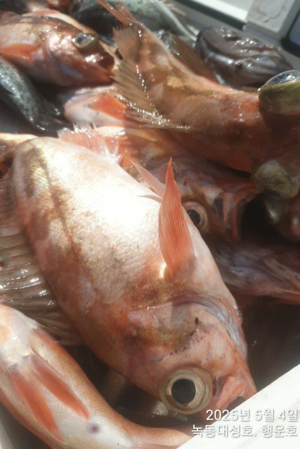 낚시뚜,우럭,열기,녹동항,녹동대성호,낚시뚜45