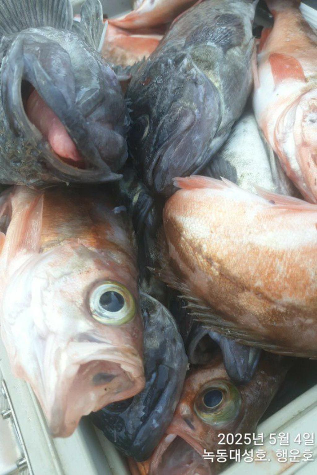 낚시뚜,우럭,열기,녹동항,녹동대성호,낚시뚜40