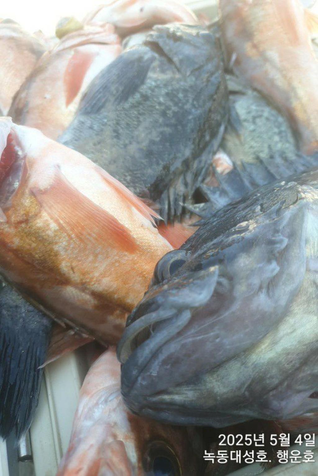 낚시뚜,우럭,열기,녹동항,녹동대성호,낚시뚜38