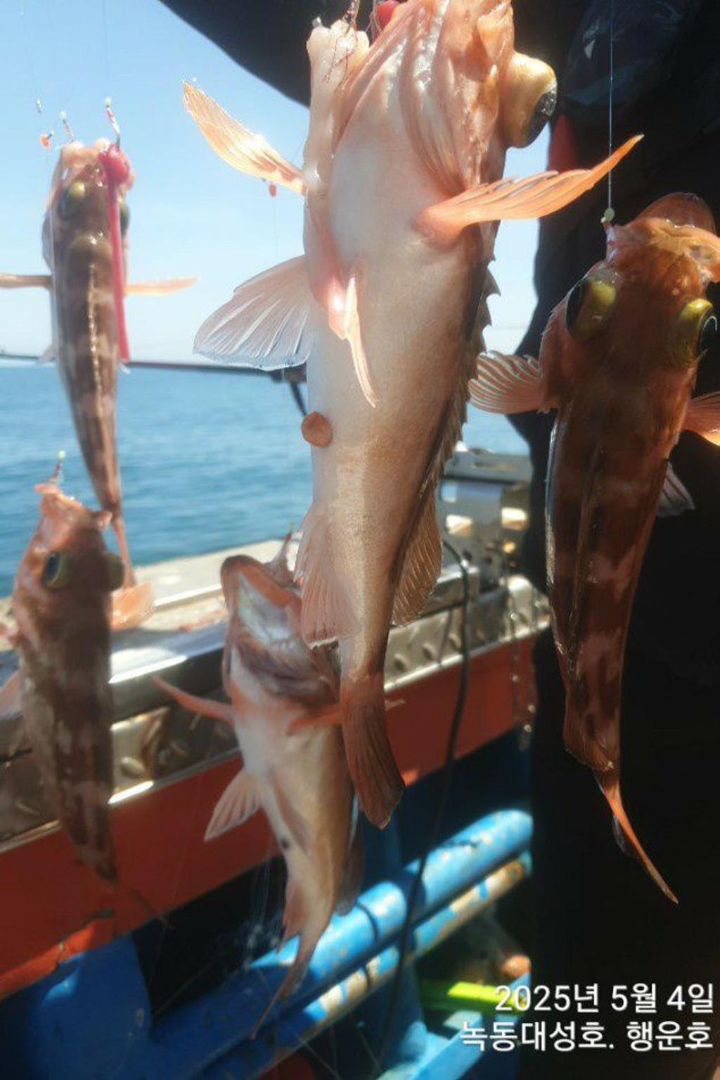 낚시뚜,우럭,열기,녹동항,녹동대성호,낚시뚜17