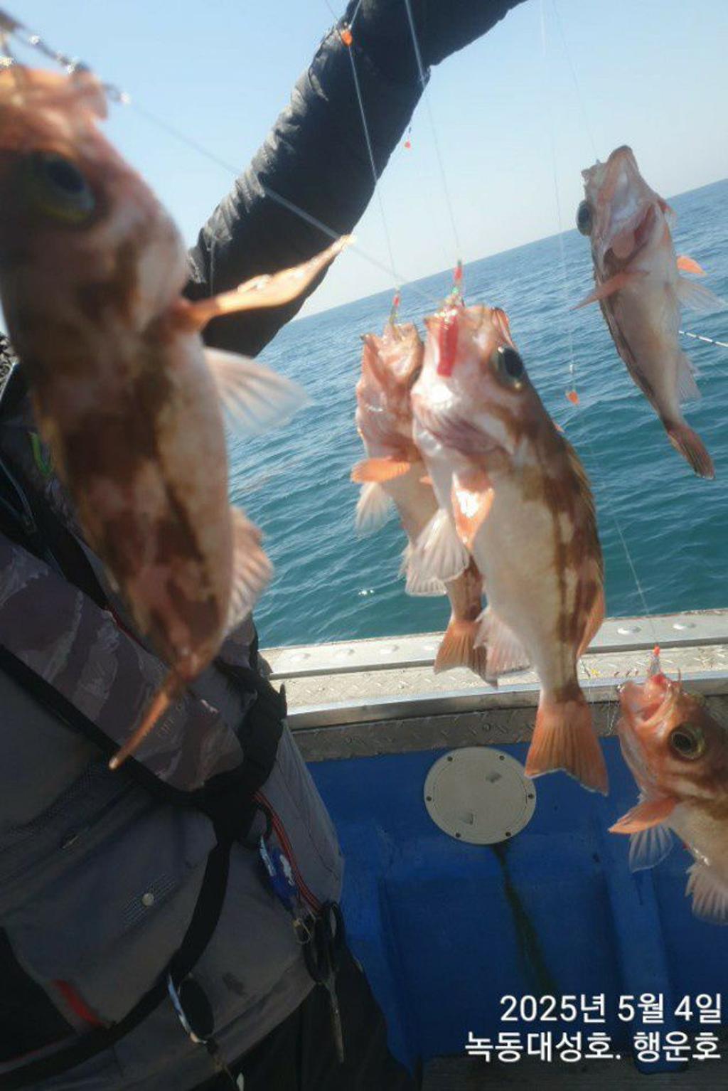 낚시뚜,우럭,열기,녹동항,녹동대성호,낚시뚜16