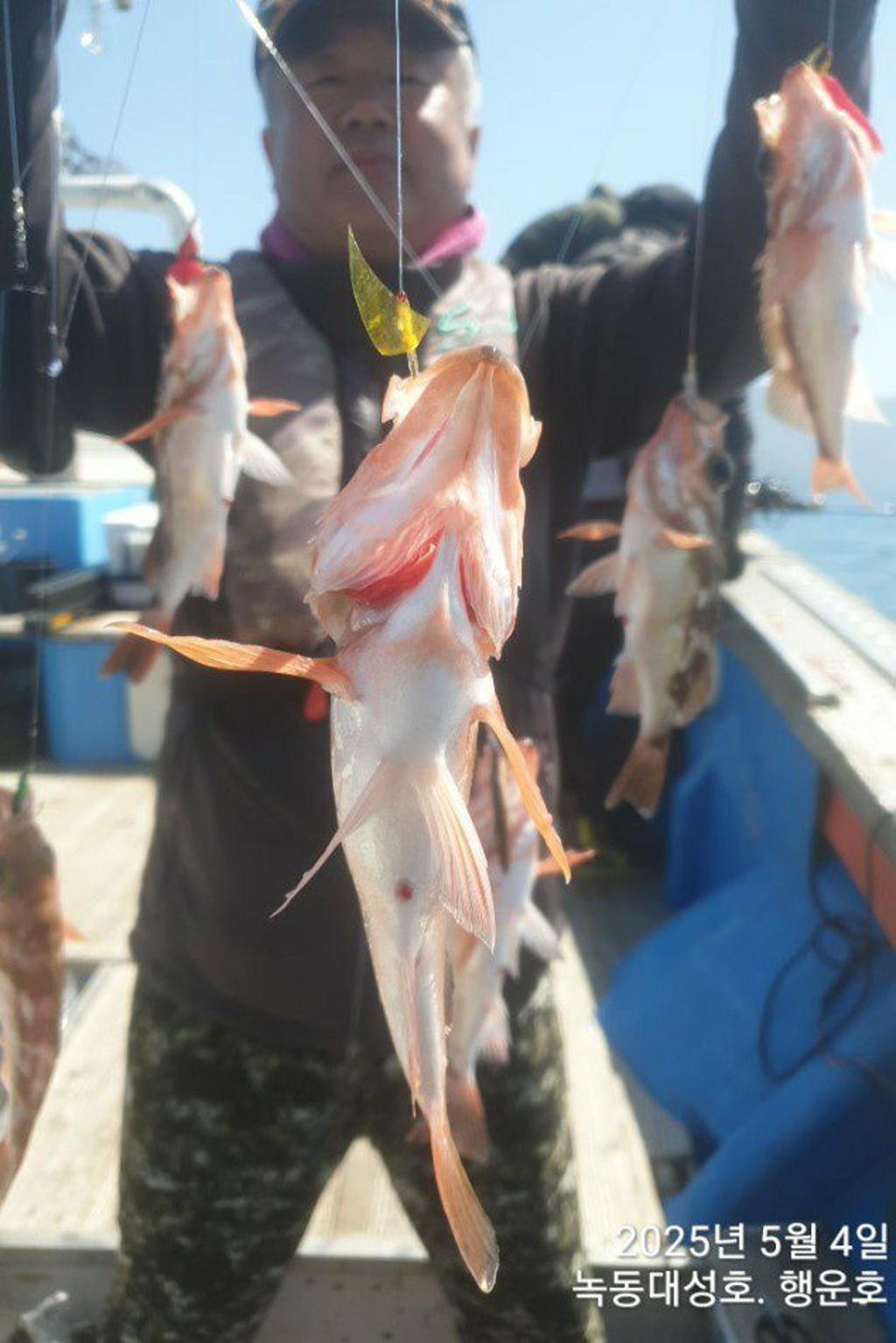낚시뚜,우럭,열기,녹동항,녹동대성호,낚시뚜14