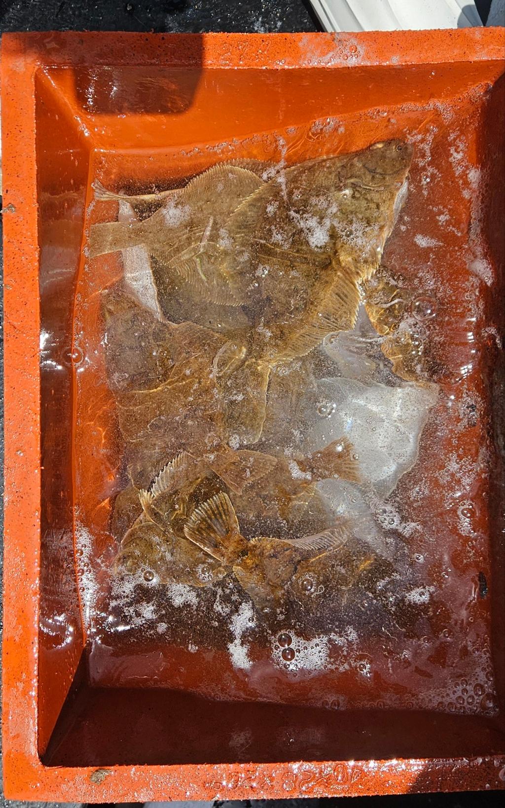 F26709890W.jpg
