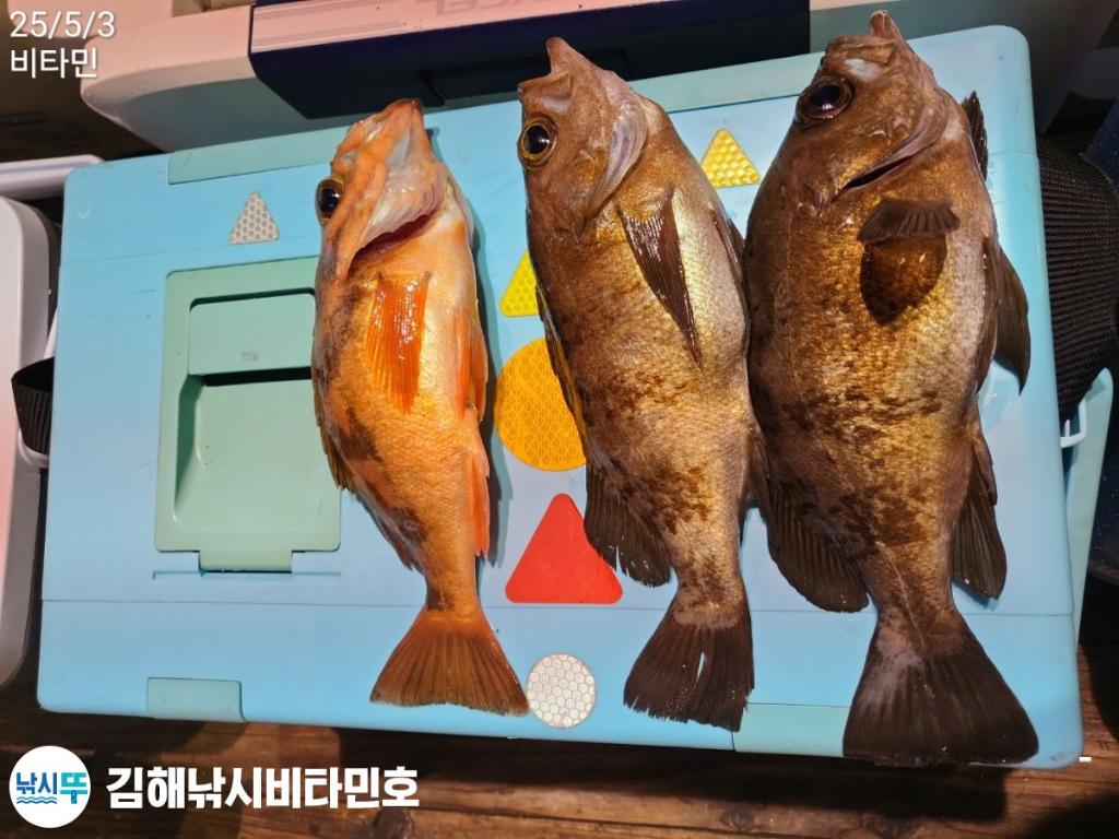 낚시뚜,볼락,한치,갈치,진해 안골항,김해낚시 비타민호,낚시뚜13