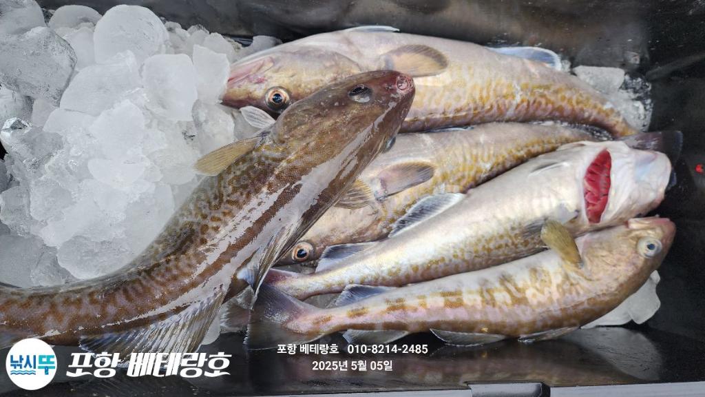 낚시뚜,대구,구룡포항,포항 베테랑호,낚시뚜8
