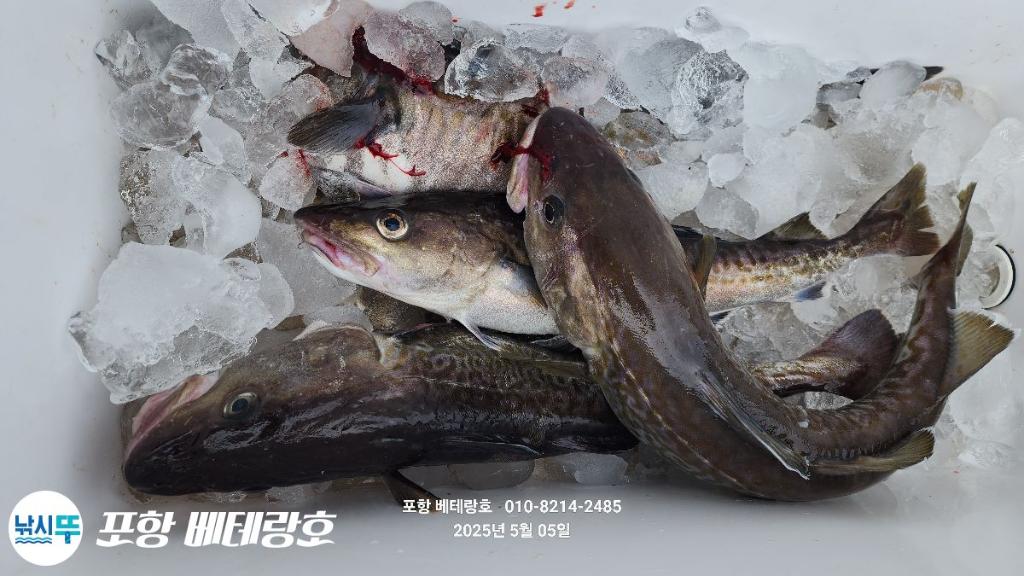 낚시뚜,대구,구룡포항,포항 베테랑호,낚시뚜7