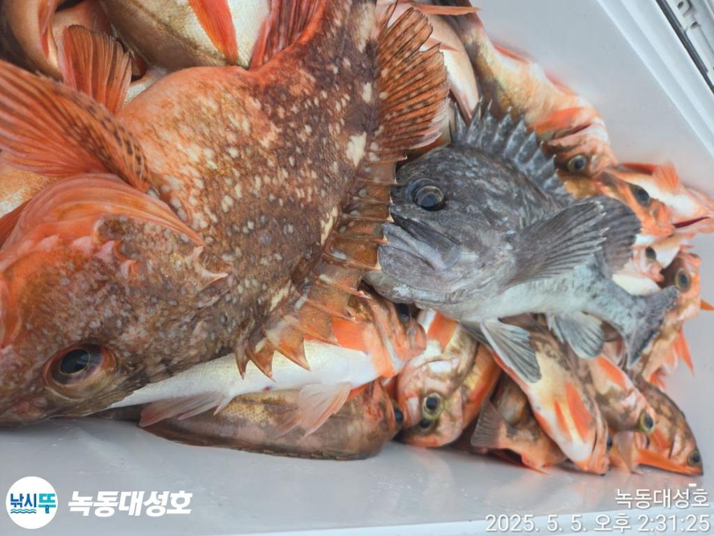 낚시뚜,우럭,열기,녹동항,녹동대성호,낚시뚜64