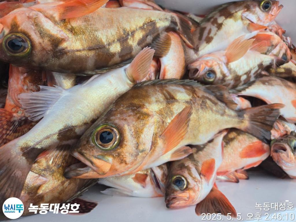 낚시뚜,우럭,열기,녹동항,녹동대성호,낚시뚜63