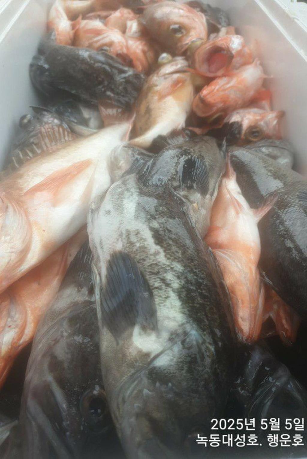 낚시뚜,우럭,열기,녹동항,녹동대성호,낚시뚜58