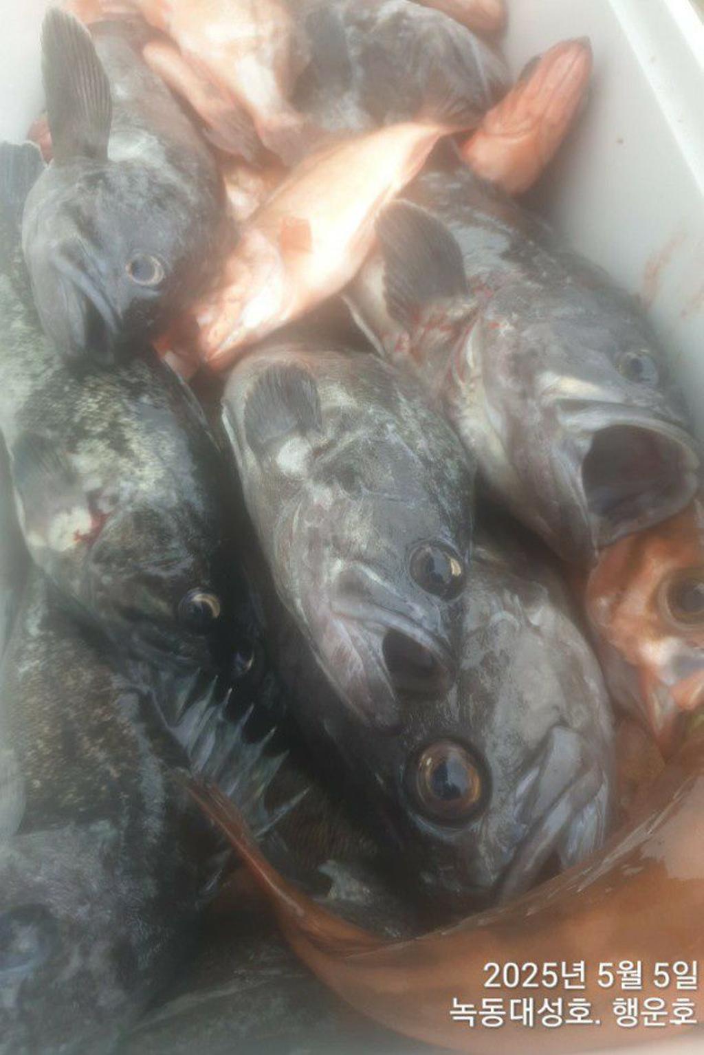 낚시뚜,우럭,열기,녹동항,녹동대성호,낚시뚜54