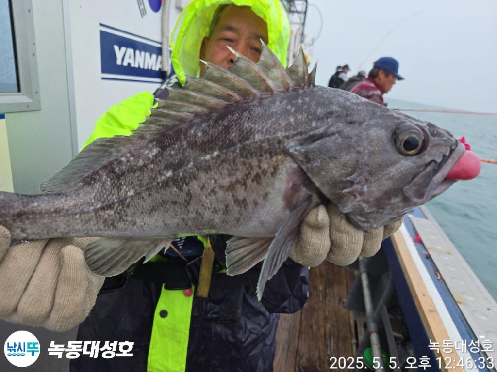낚시뚜,우럭,열기,녹동항,녹동대성호,낚시뚜6