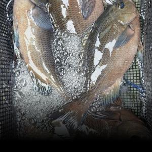조황, 실전낚시 5월5일 거문도 다녀왔습니다 
