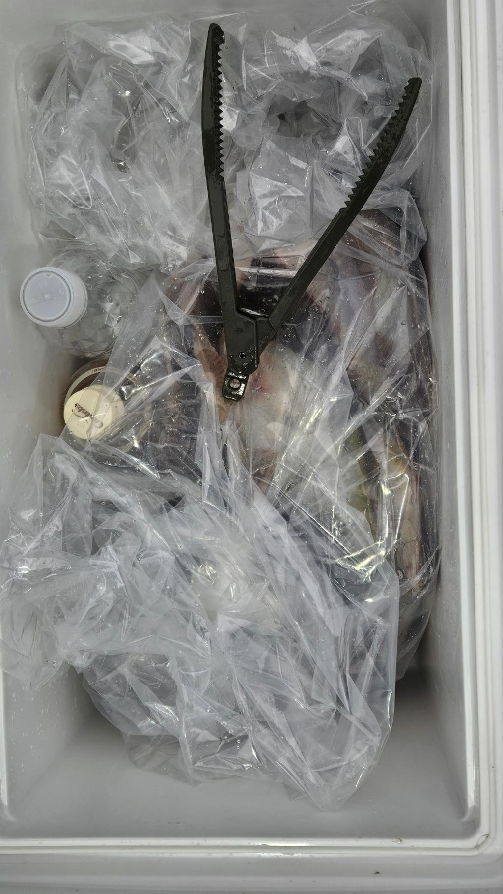 F26726084P.jpg