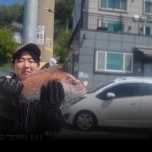 조황, ((풍화리))참돔 꼬라박기