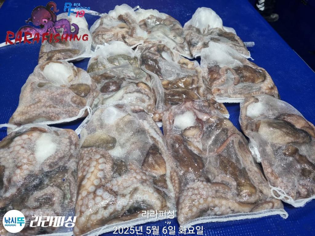 낚시뚜,낙지,속천항(진해),라라피싱,낚시뚜32