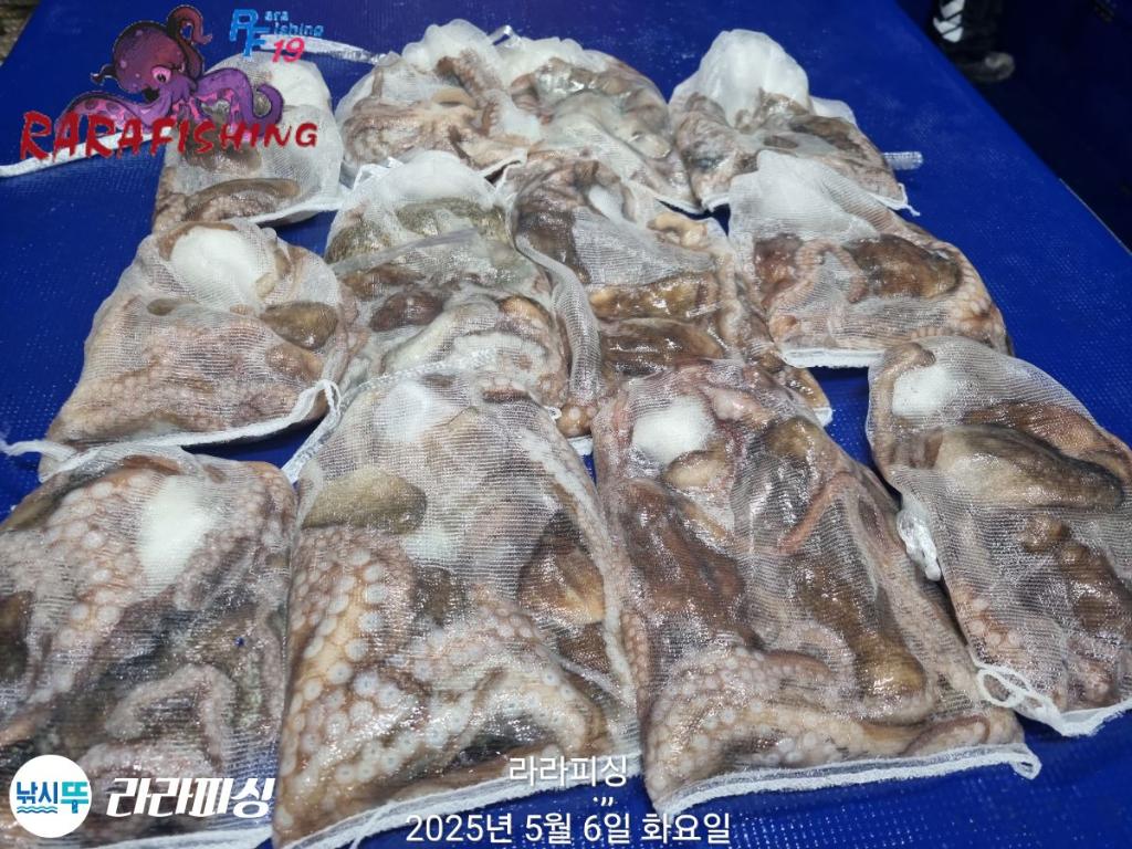 낚시뚜,낙지,속천항(진해),라라피싱,낚시뚜31
