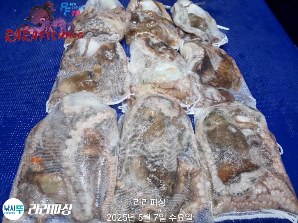 낚시뚜,낙지,속천항(진해),라라피싱,낚시뚜29