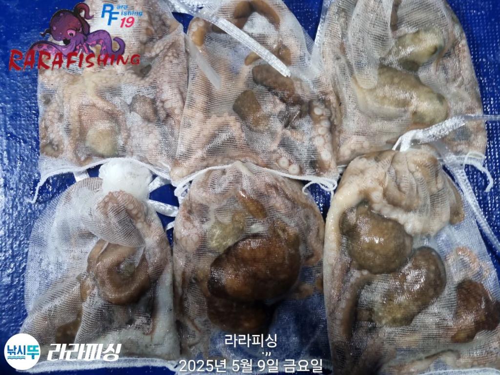 낚시뚜,낙지,속천항(진해),라라피싱,낚시뚜28