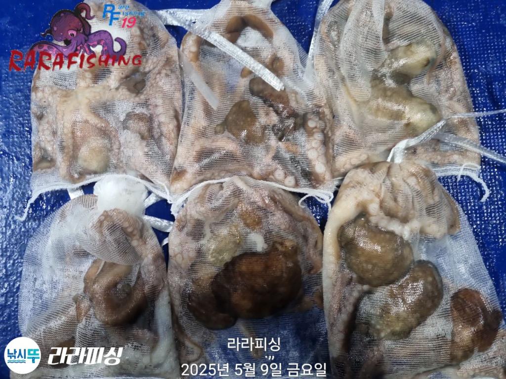 낚시뚜,낙지,속천항(진해),라라피싱,낚시뚜27