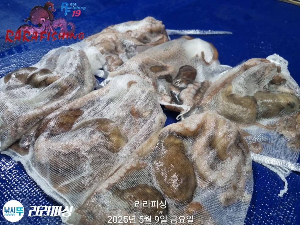 낚시뚜,낙지,속천항(진해),라라피싱,낚시뚜25