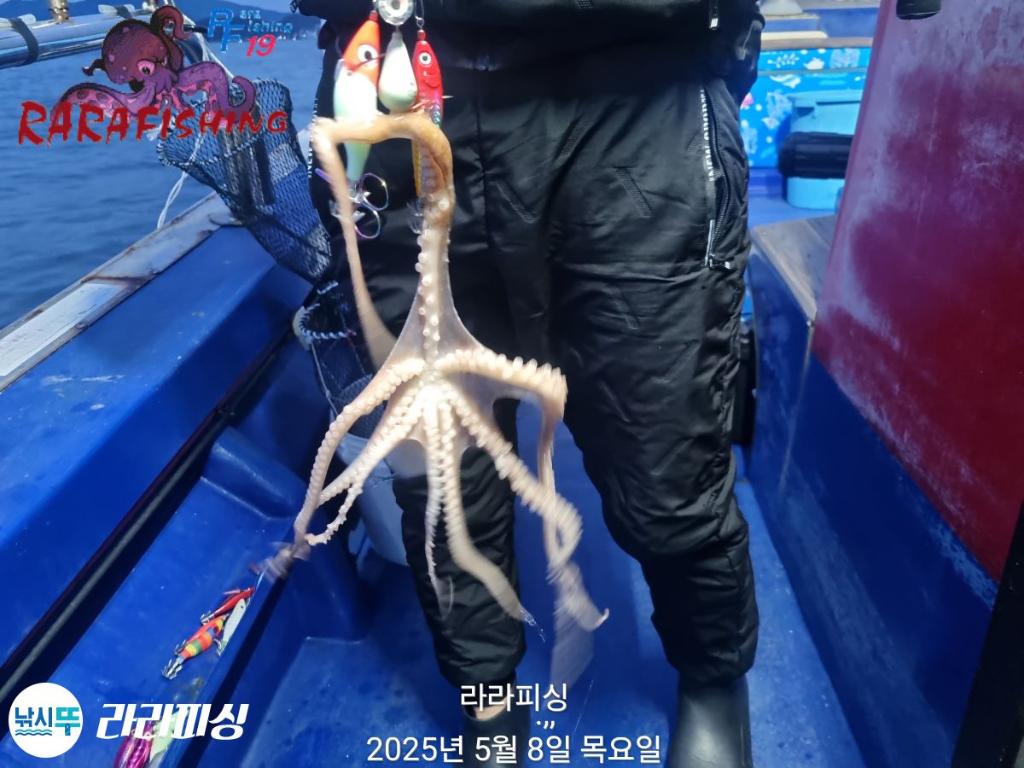 낚시뚜,낙지,속천항(진해),라라피싱,낚시뚜14
