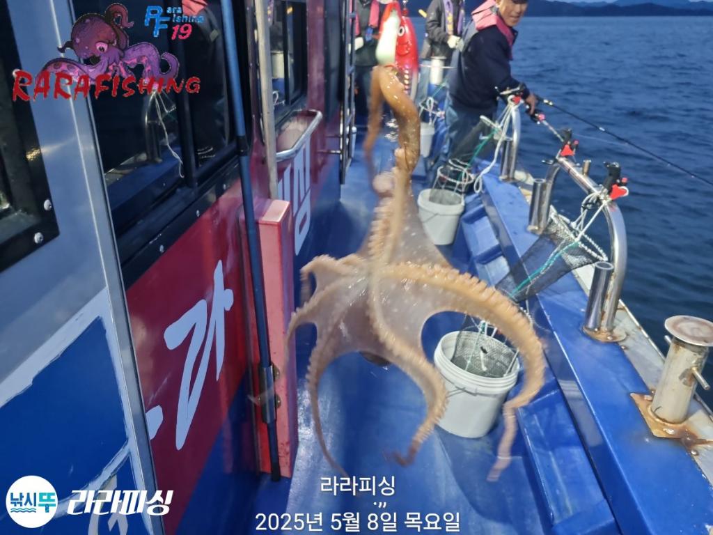 낚시뚜,낙지,속천항(진해),라라피싱,낚시뚜13