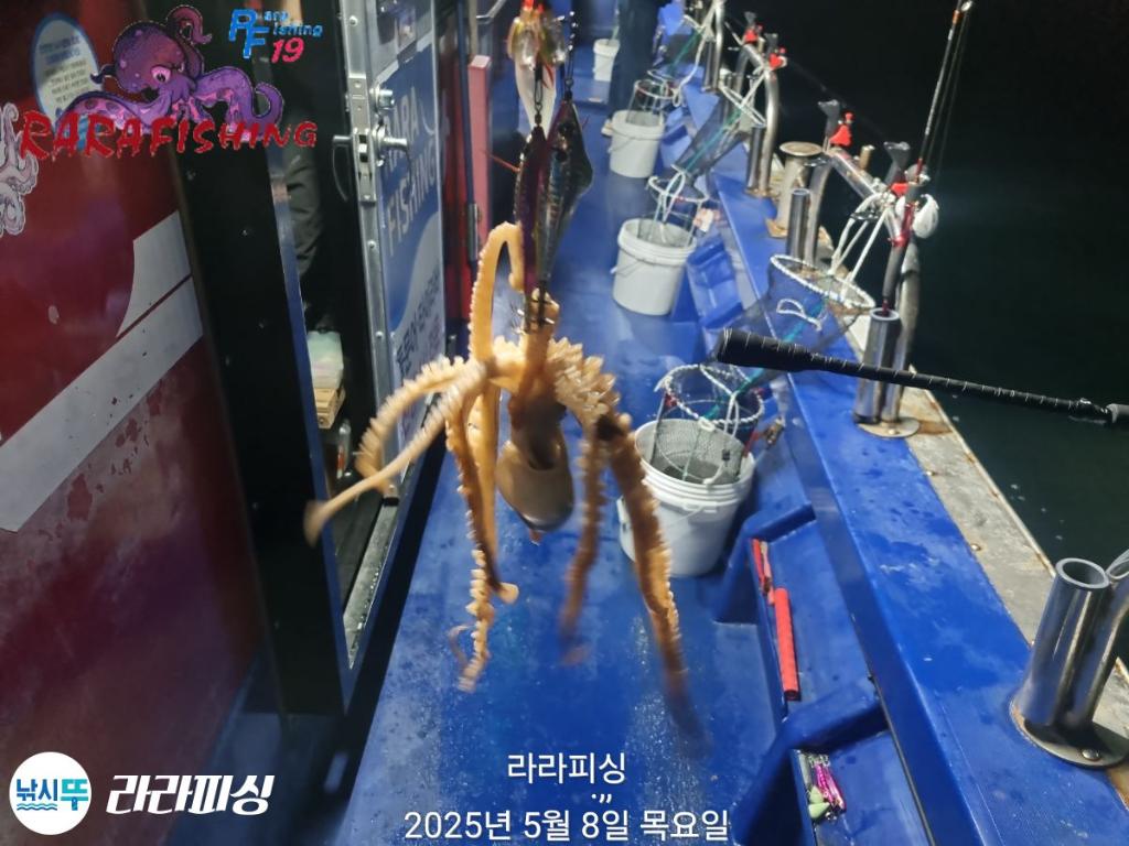 낚시뚜,낙지,속천항(진해),라라피싱,낚시뚜12