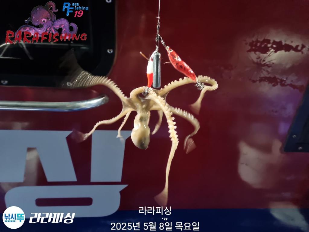 낚시뚜,낙지,속천항(진해),라라피싱,낚시뚜11