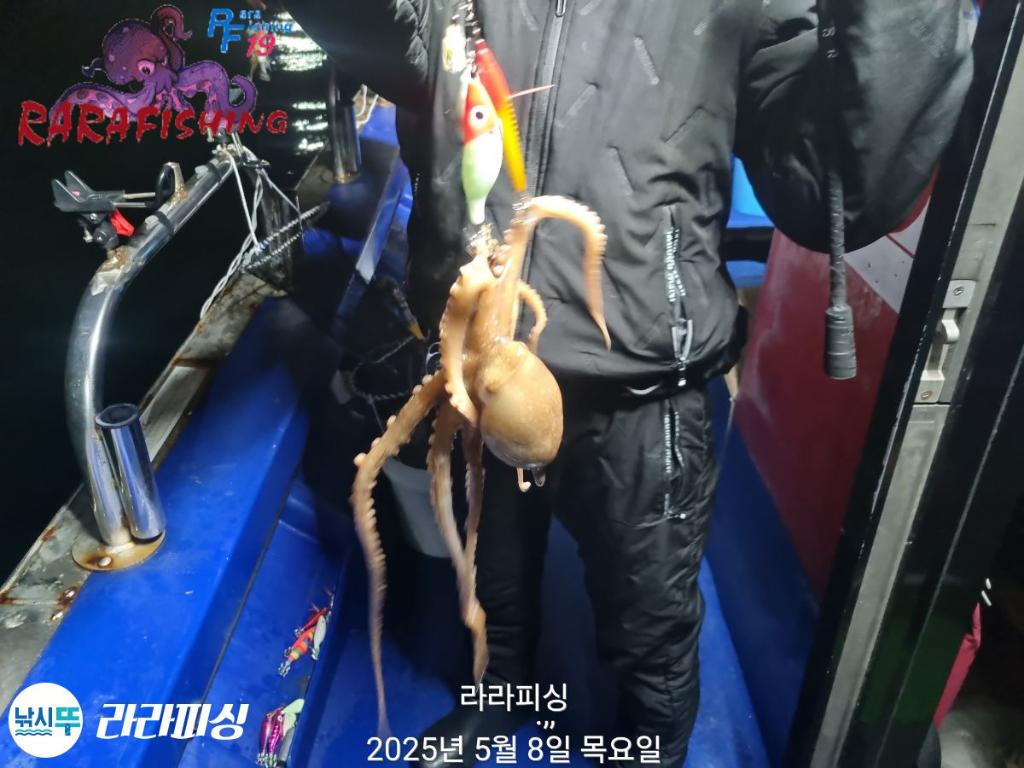 낚시뚜,낙지,속천항(진해),라라피싱,낚시뚜8