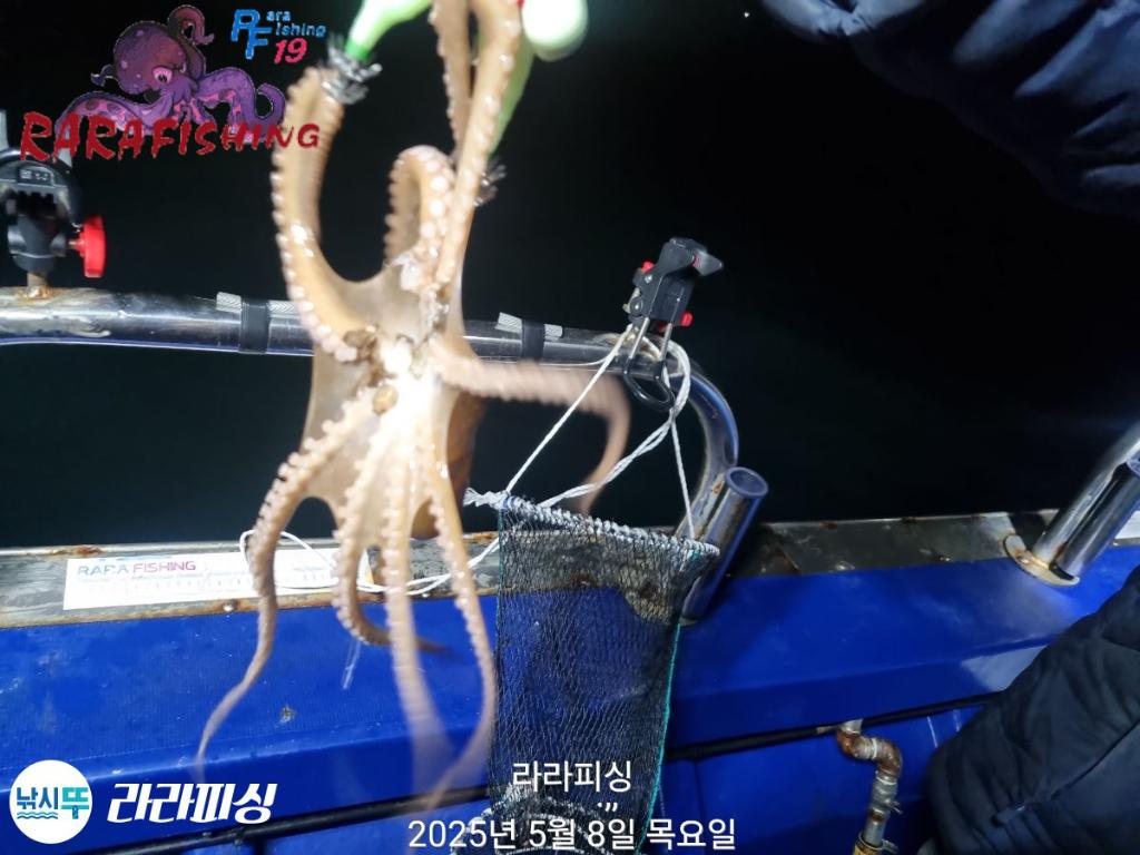 낚시뚜,낙지,속천항(진해),라라피싱,낚시뚜7