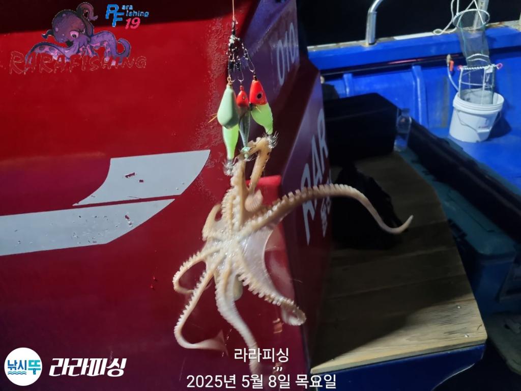 낚시뚜,낙지,속천항(진해),라라피싱,낚시뚜5