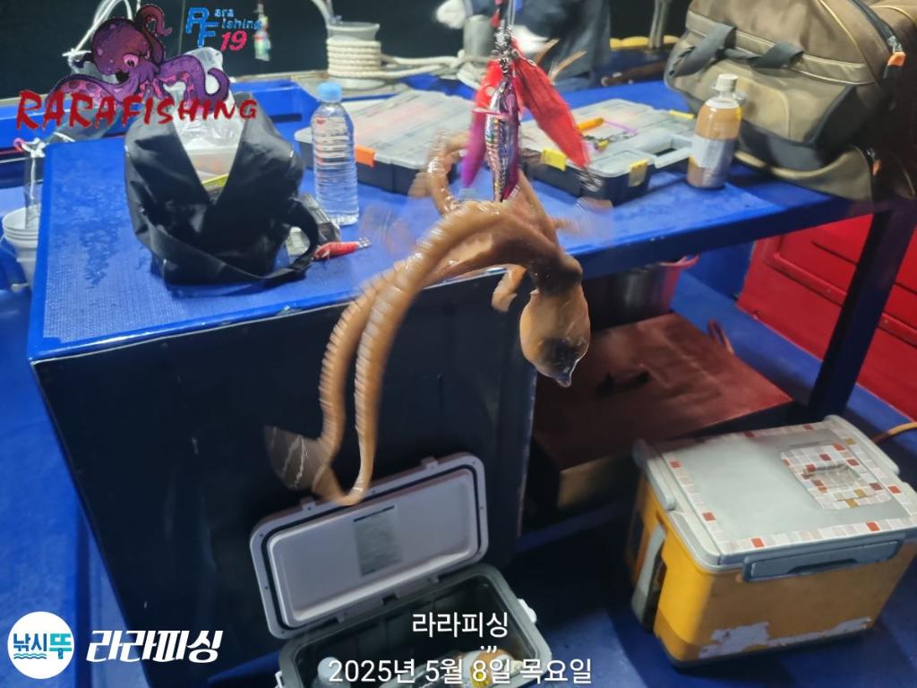 낚시뚜,낙지,속천항(진해),라라피싱,낚시뚜4