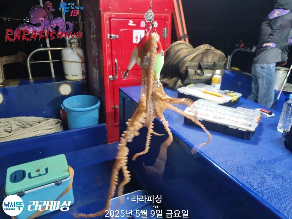 낚시뚜,낙지,속천항(진해),라라피싱,낚시뚜3