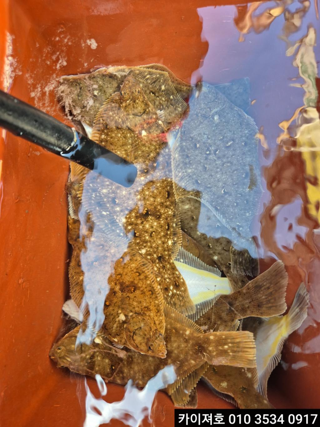 F26749017Y.jpg