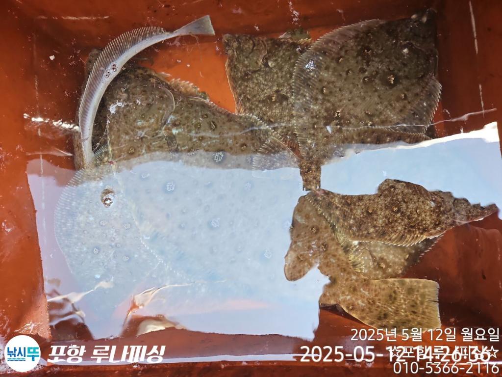 낚시뚜,도다리,가자미,구룡포항,포항 루나피싱,낚시뚜2