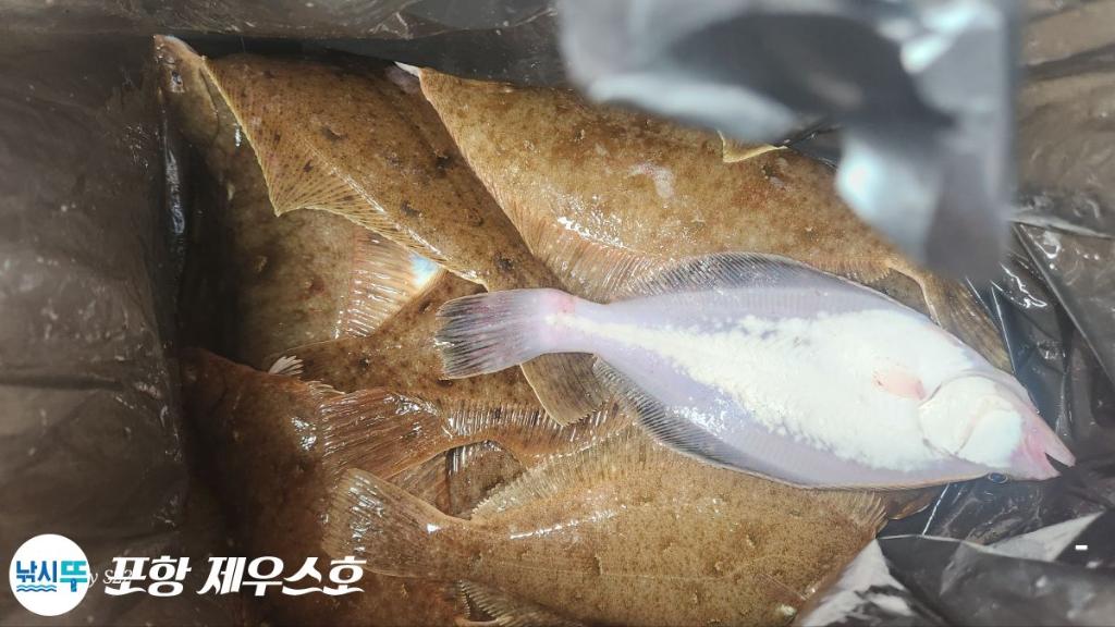 낚시뚜,도다리,영일만항,포항 제우스호,낚시뚜4