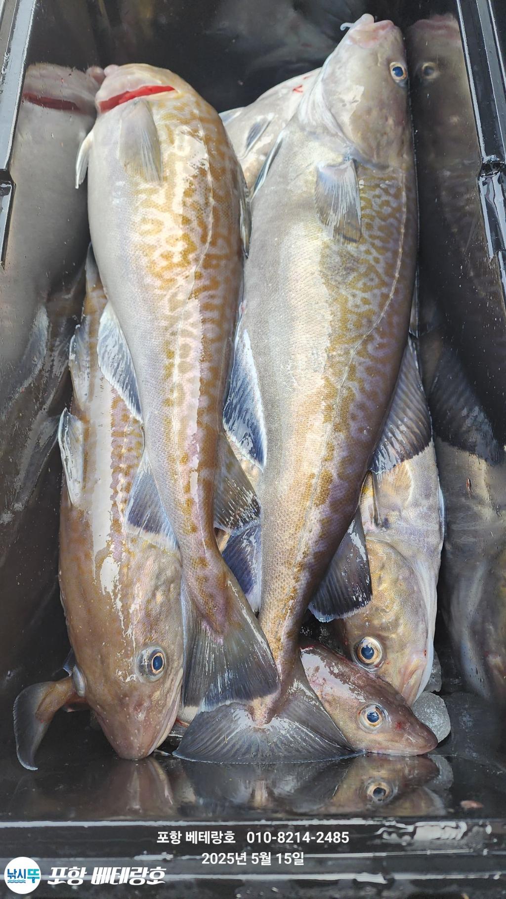 F2677567V4.jpg
