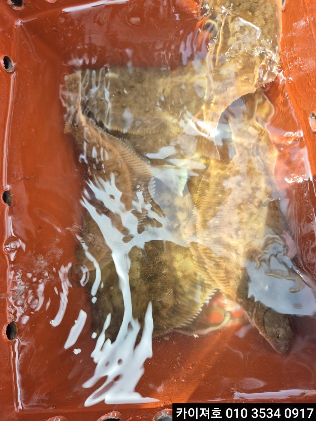 F2677918P7.jpg