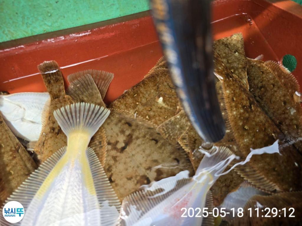 F2679401DY.jpg