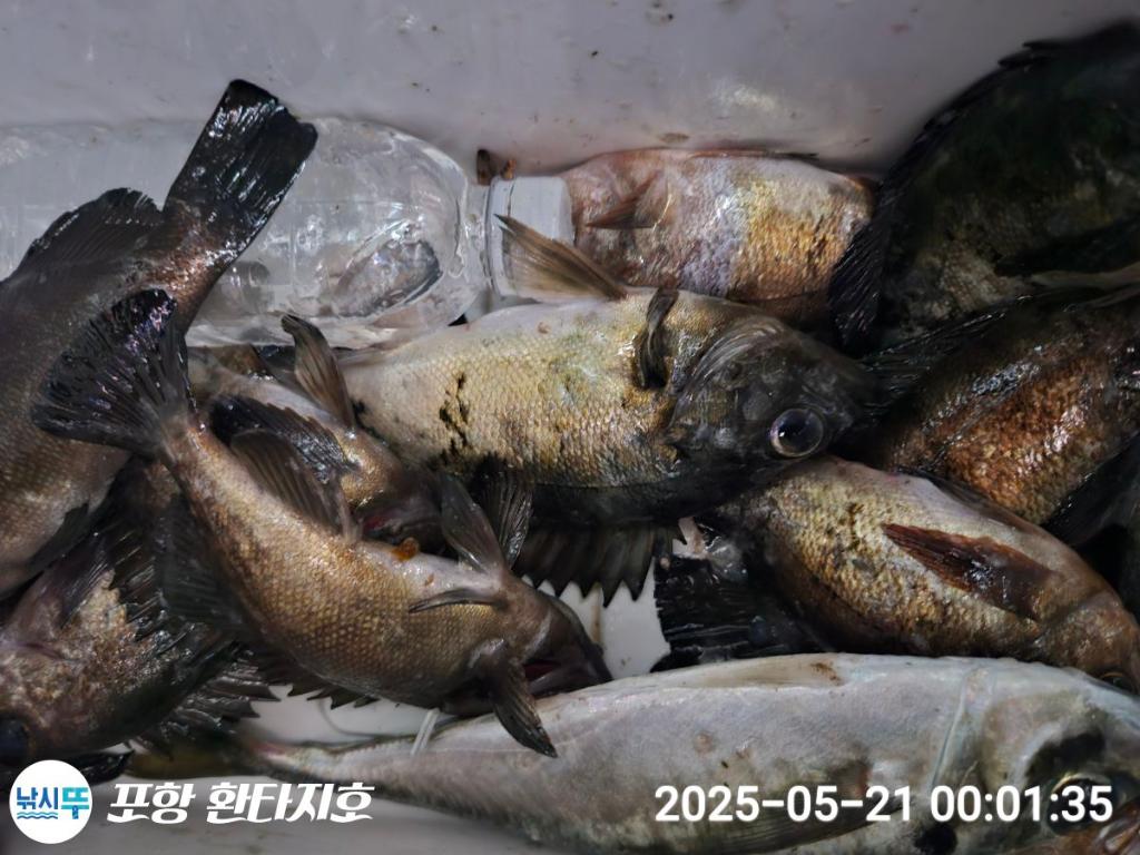 낚시뚜,볼락,포항 동빈항,포항 환타지호,낚시뚜4