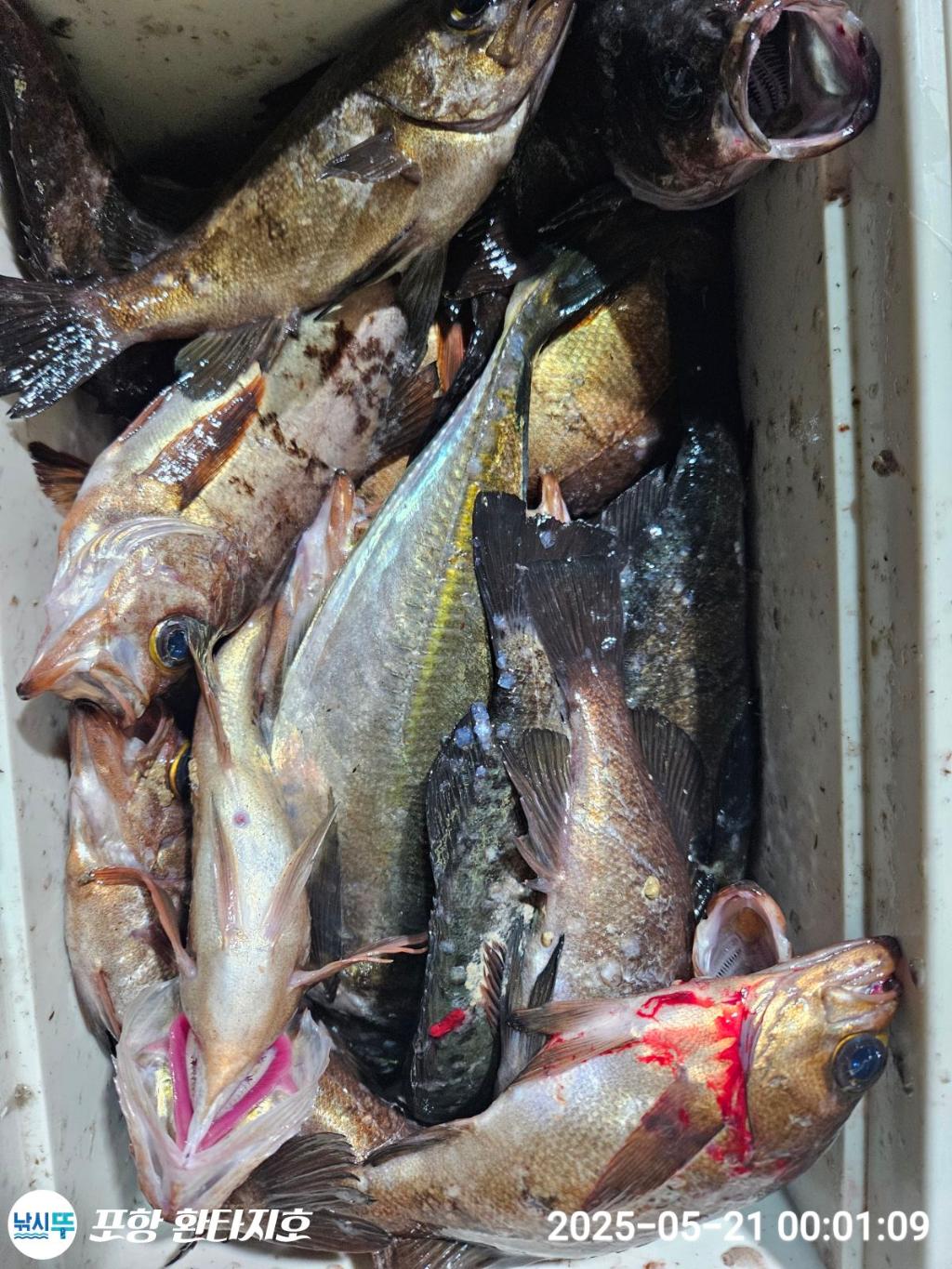 낚시뚜,볼락,포항 동빈항,포항 환타지호,낚시뚜3