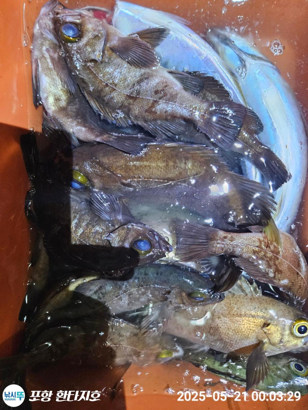 낚시뚜,볼락,포항 동빈항,포항 환타지호,낚시뚜2