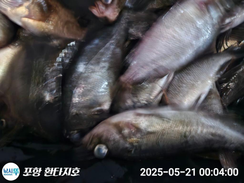 낚시뚜,볼락,포항 동빈항,포항 환타지호,낚시뚜1
