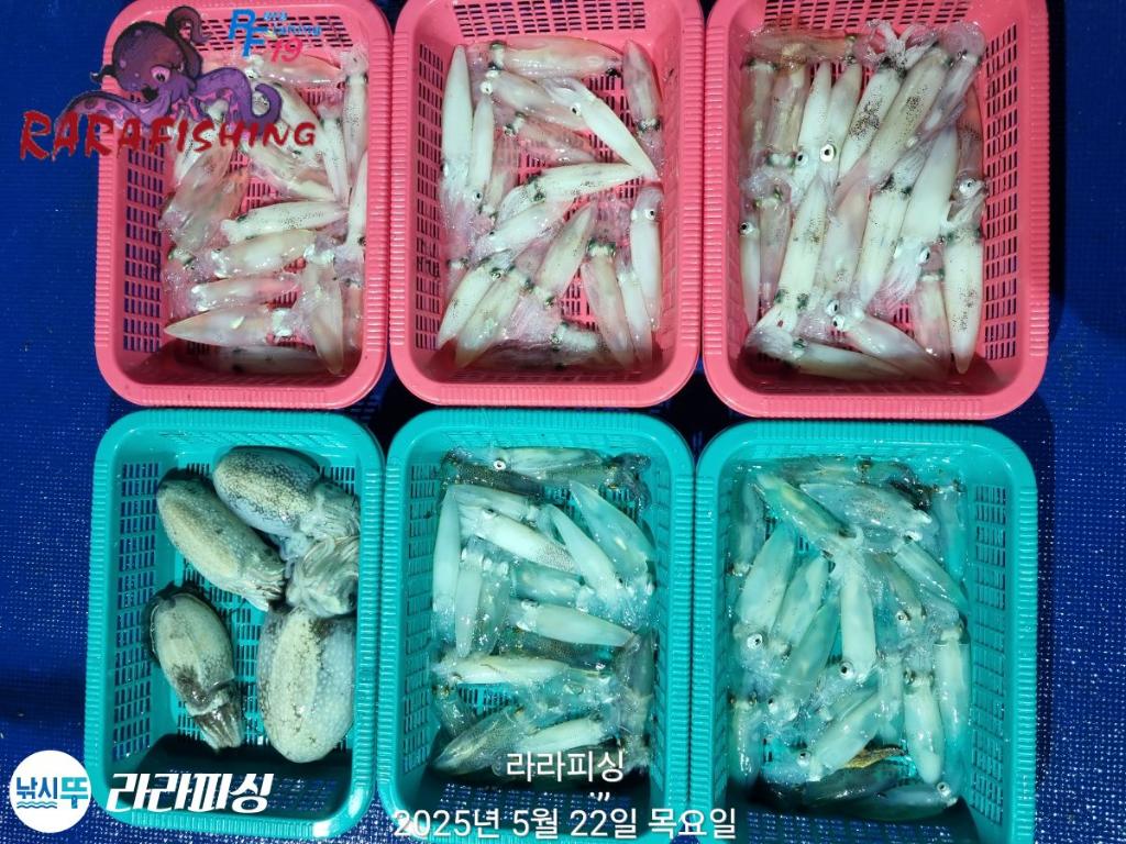 F2681153YU.jpg