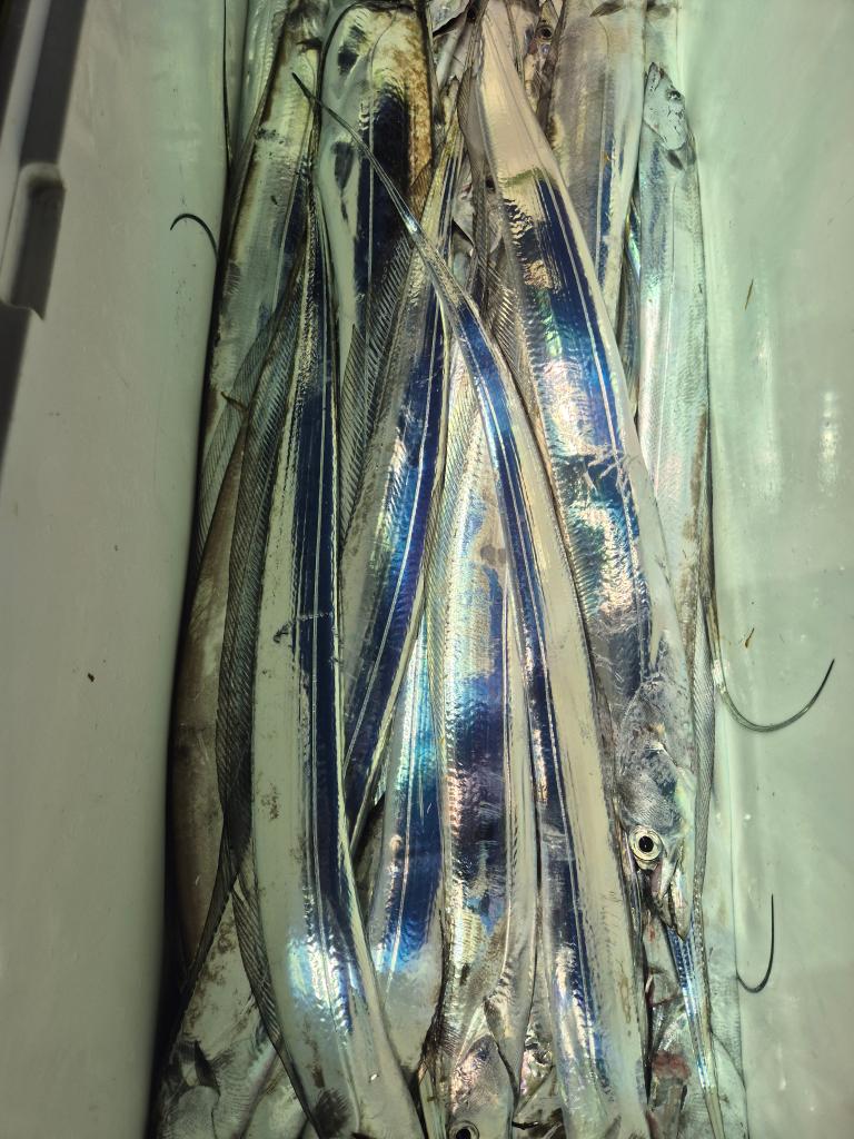 F2681246EC.jpg