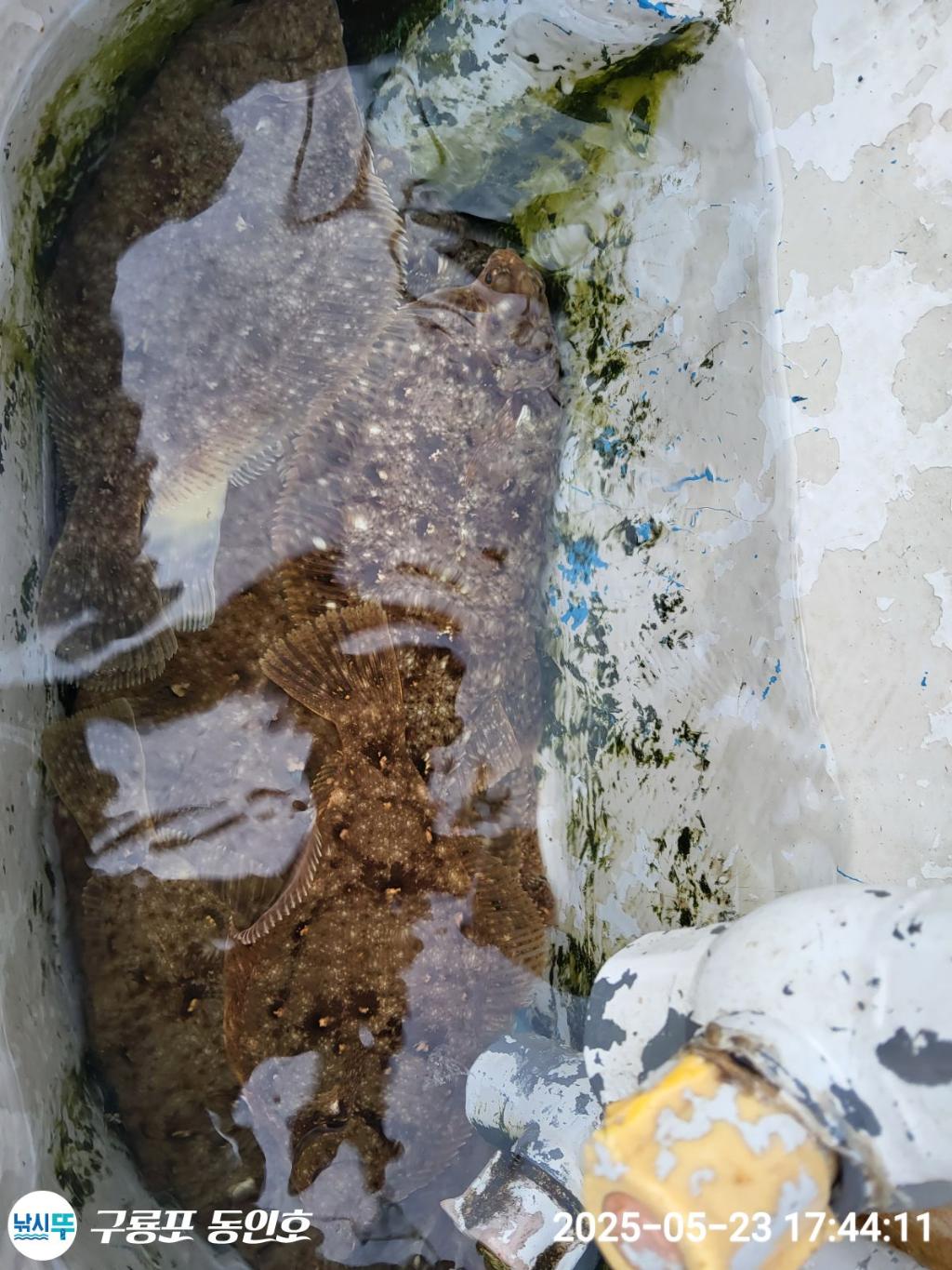 F2681621Y2.jpg