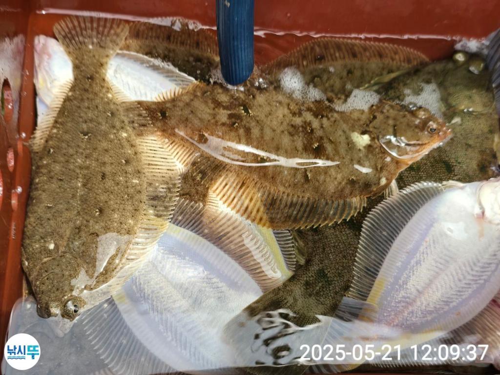 F2682100NF.jpg