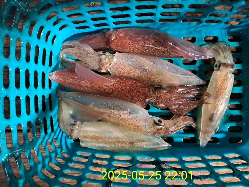 기타 (직접입력), 삼포대교낚시, 낚시뚜